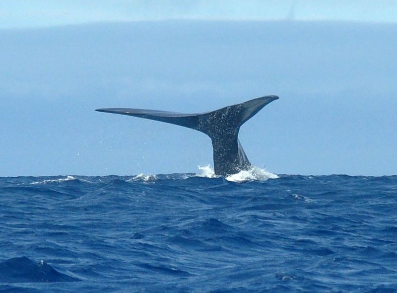 Portugal - Azoren groepsreis