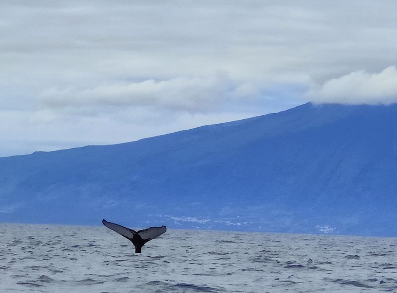 Groepsreis Azoren walvis