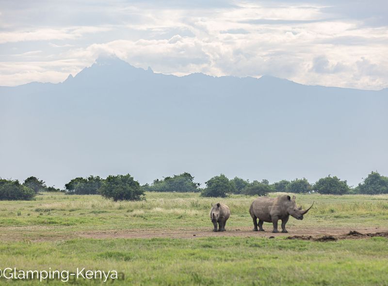 Groepsreis Kenia Solio neushoorns