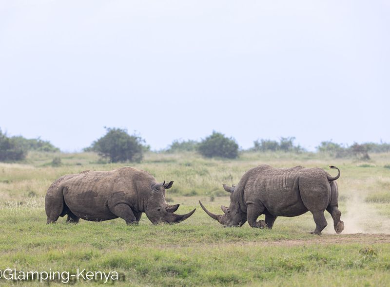 Groepsreis Kenia Safari in Solio neushoorns