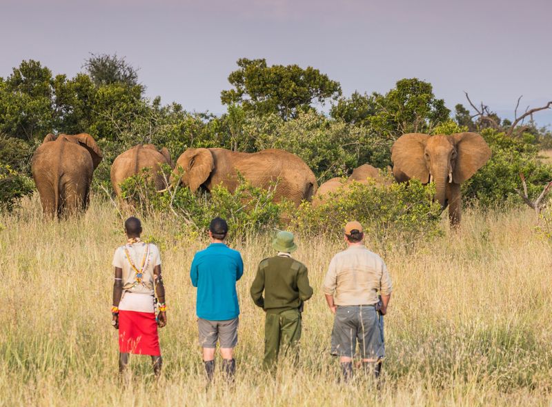 Groepsreis Kenia voetsafari in Solio olifanten