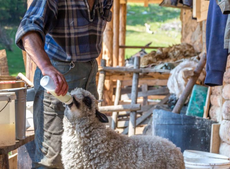 Roemenië Groepsreis