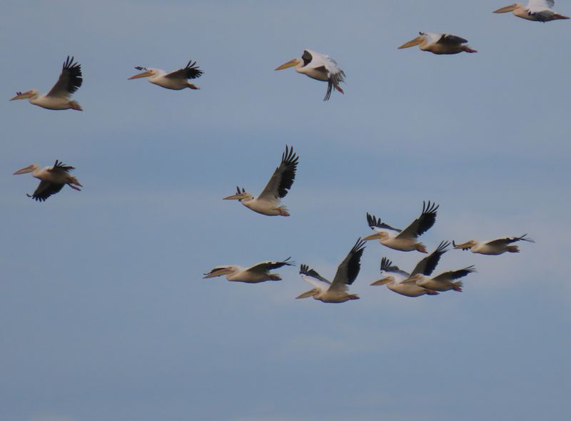 Roemenië Groepsreis