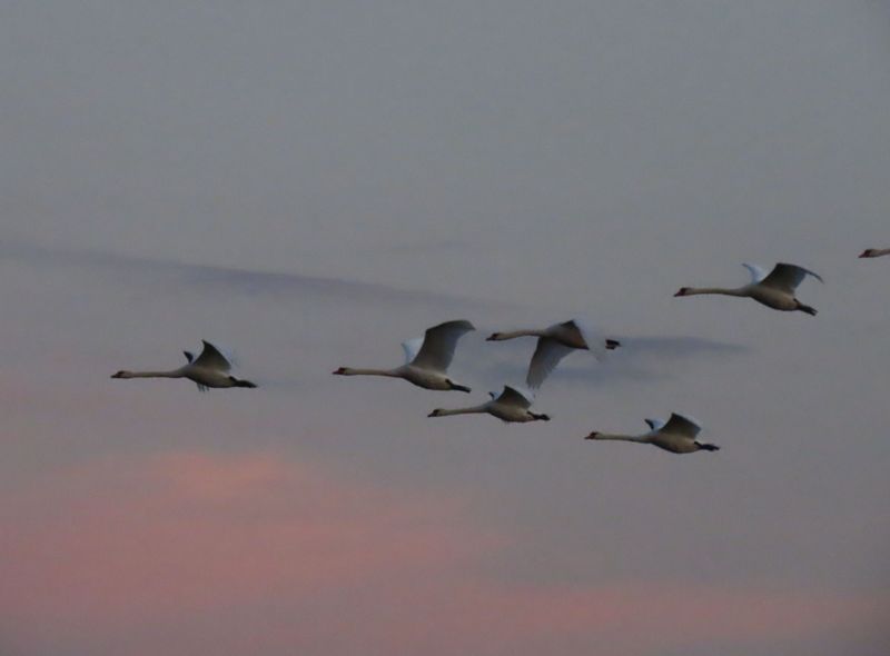 Roemenië Groepsreis