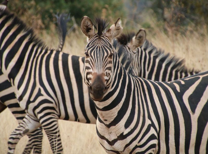 Groepsreis Oeganda & Rwanda jongerenreis zebra's op jeepsafari