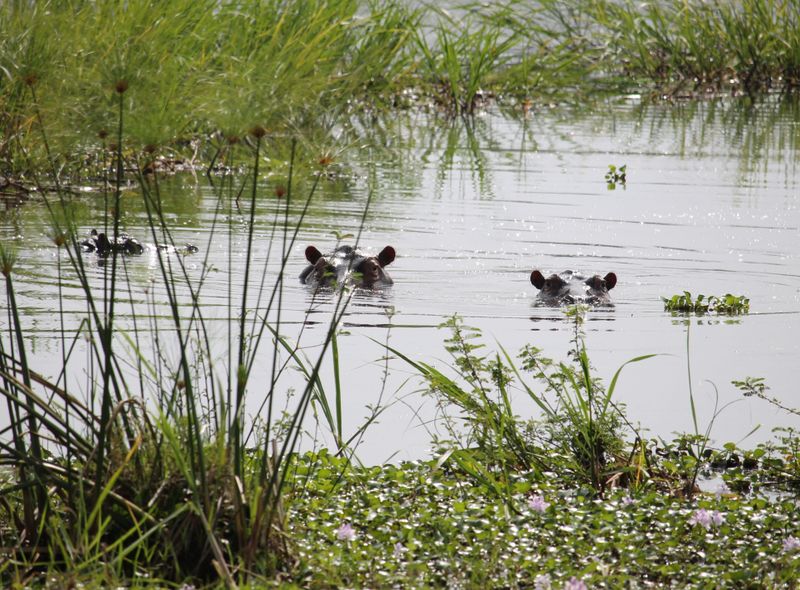 Groepsreis Oeganda & Rwanda jongerenreis nijlpaard in een hippo pool