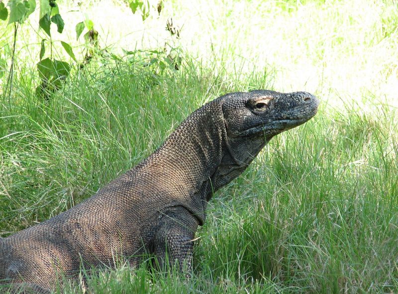 Indonesië - Flores, Lombok, Gili-eilanden, Bali