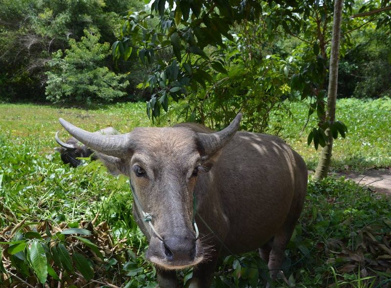 Groepsreis Thailand Cambodia