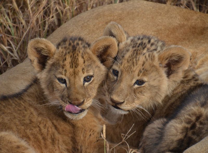 Tanzania jeepsafari wildlife nationale parken 