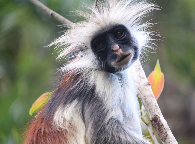 Tanzania