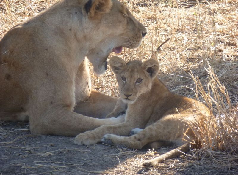 Tanzania Ruaha