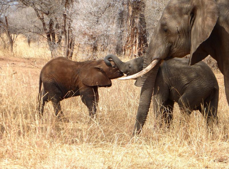 Tanzania Tarangire 