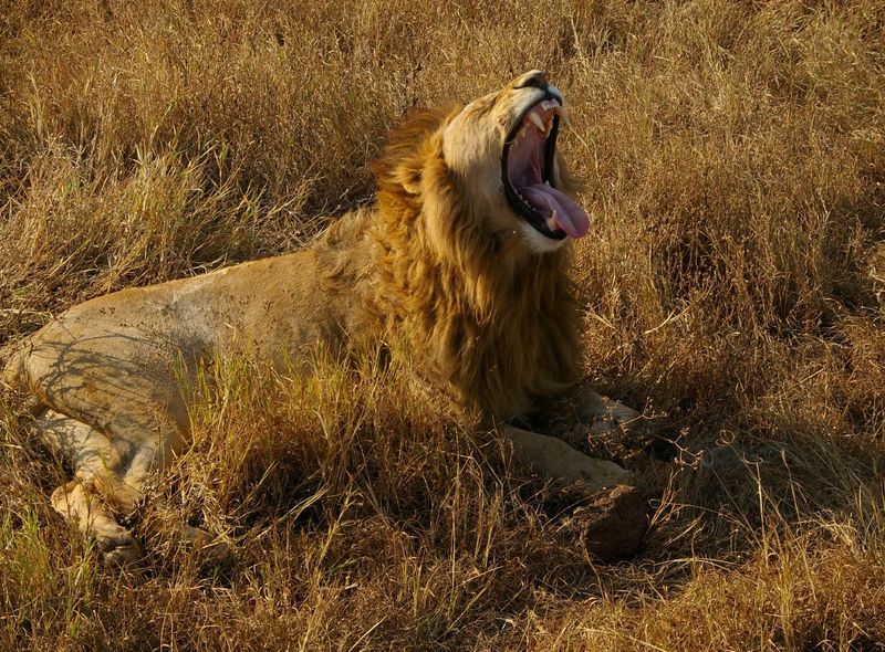 Tanzania Ngorongorokrater Afrika wildlife safari 