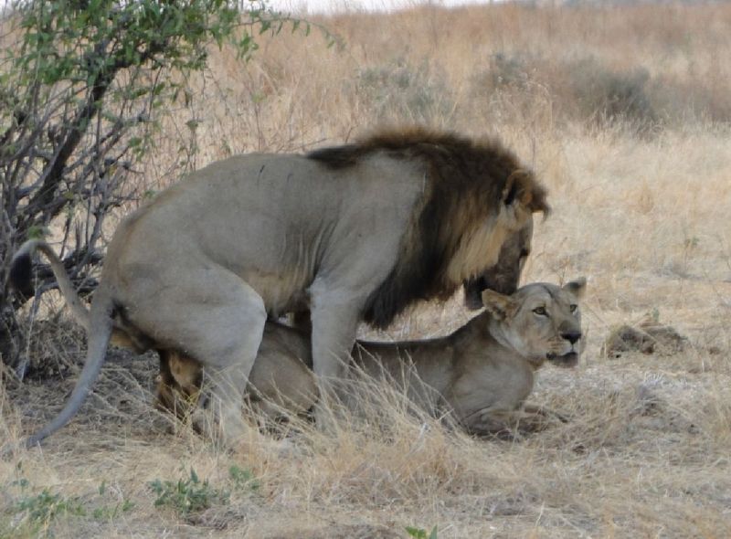 Tanzania & Zanzibar jeepsafari wildlife nationale parken Afrika