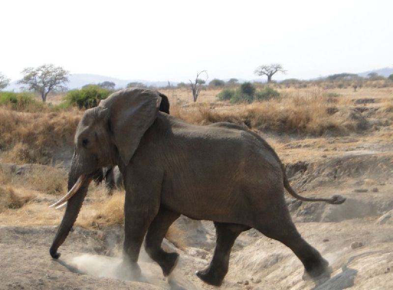 Tanzania & Zanzibar jeepsafari wildlife nationale parken Afrika