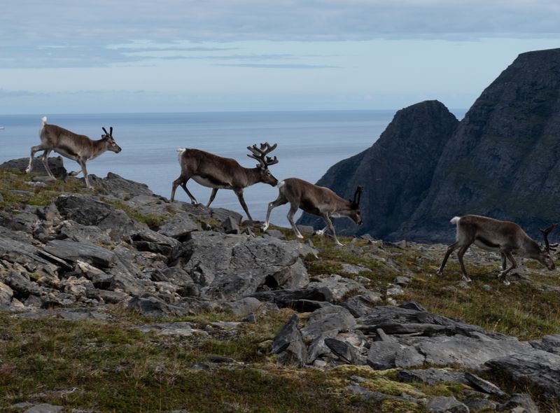 groepsreis Noorwegen, Zweden, Finland