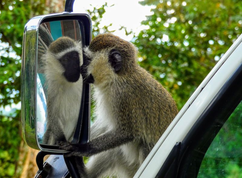 Groepsreis Oeganda & Rwanda jongerenreis aapje
