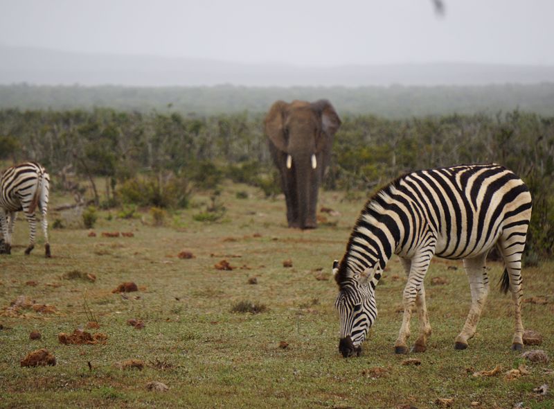 Groepsreis Zuid-Afrika jongerenreis safari in Addo Elephant Park in Port Elizabeth