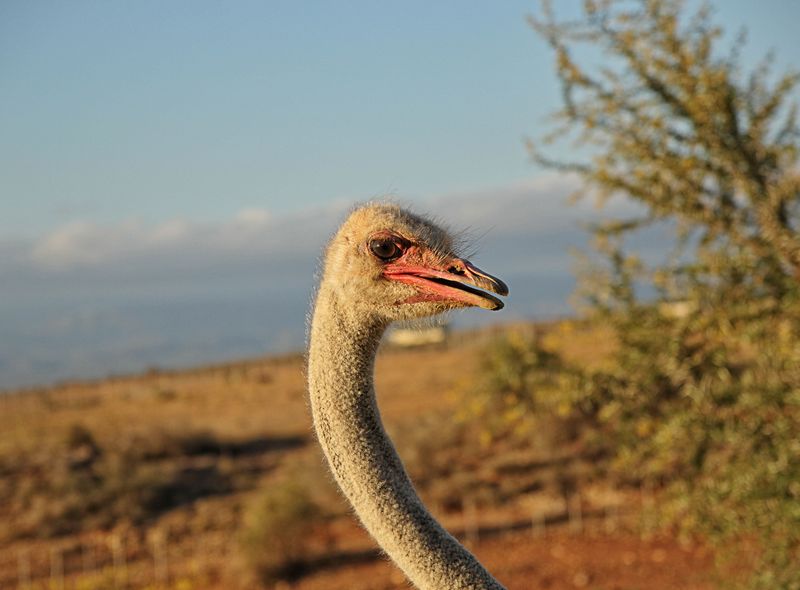 Groepsreis Zuid-Afrika jongerenreis struisvogel in Oudtshoorn