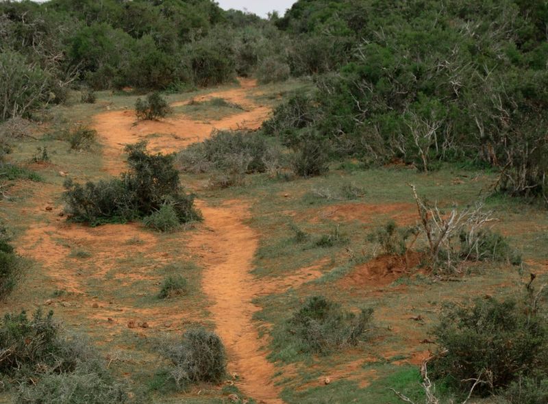 Groepsreis Zuid-Afrika jongerenreis safari in Addo Elephant National Park