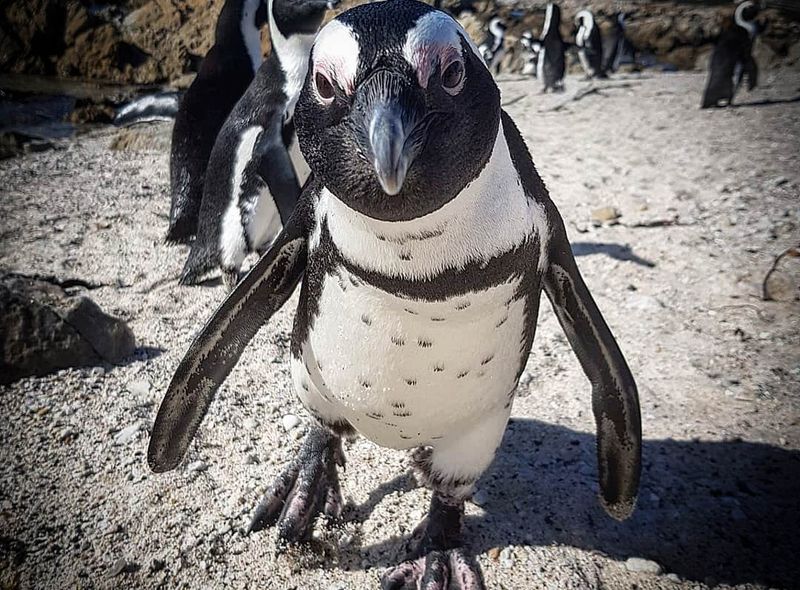 Groepsreis Zuid-Afrika jongerenreis Stony Point pinguïns
