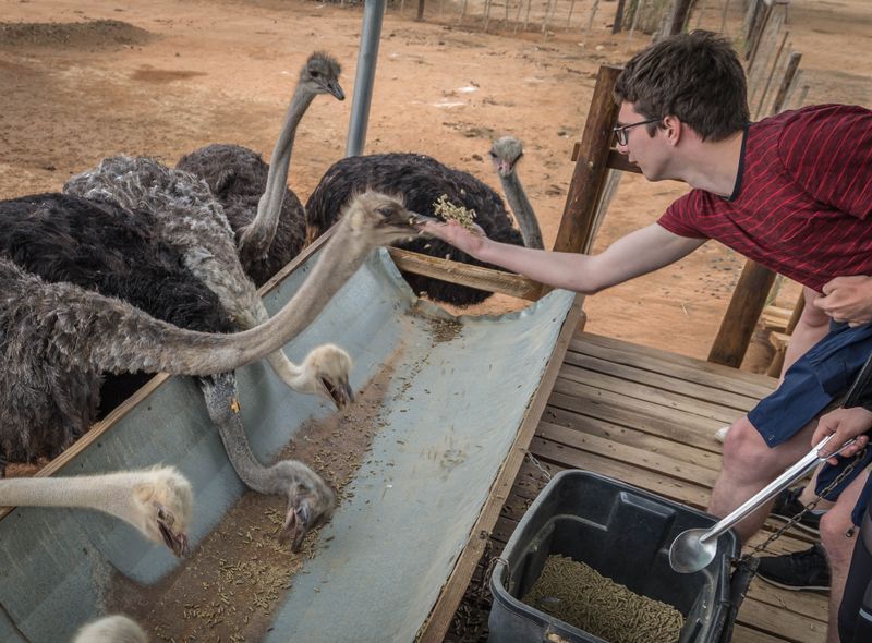 Groepsreis Zuid-Afrika jongerenreis Oudtshoorn struisvogel boerderij