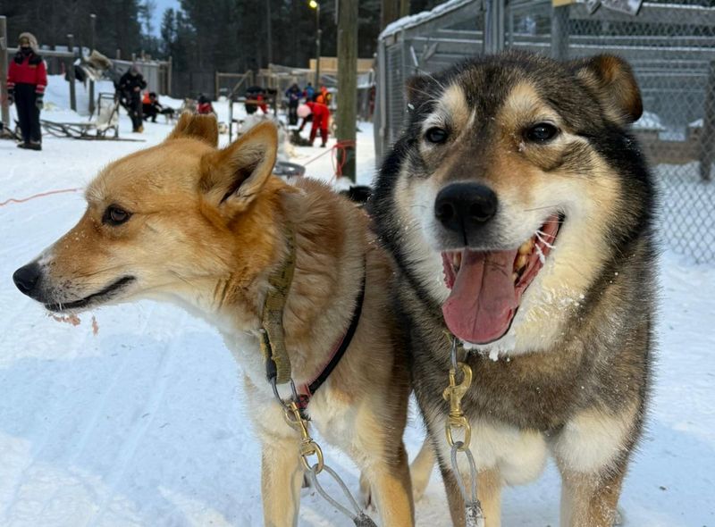 Groepsreis Winter Lapland