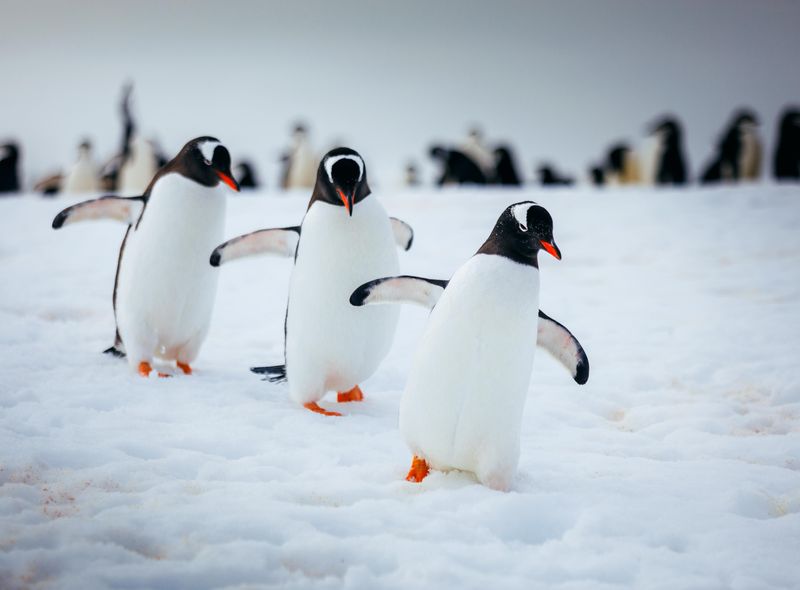 Groepsreis Antarctica