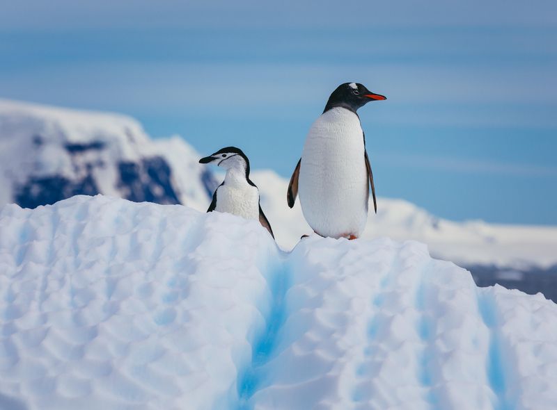 Groepsreis Antarctica