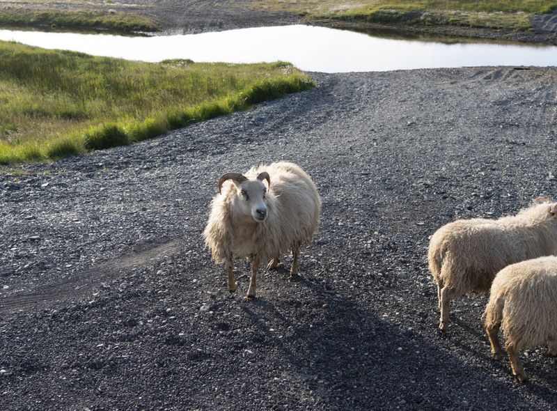 Groepsreis Campervan IJsland