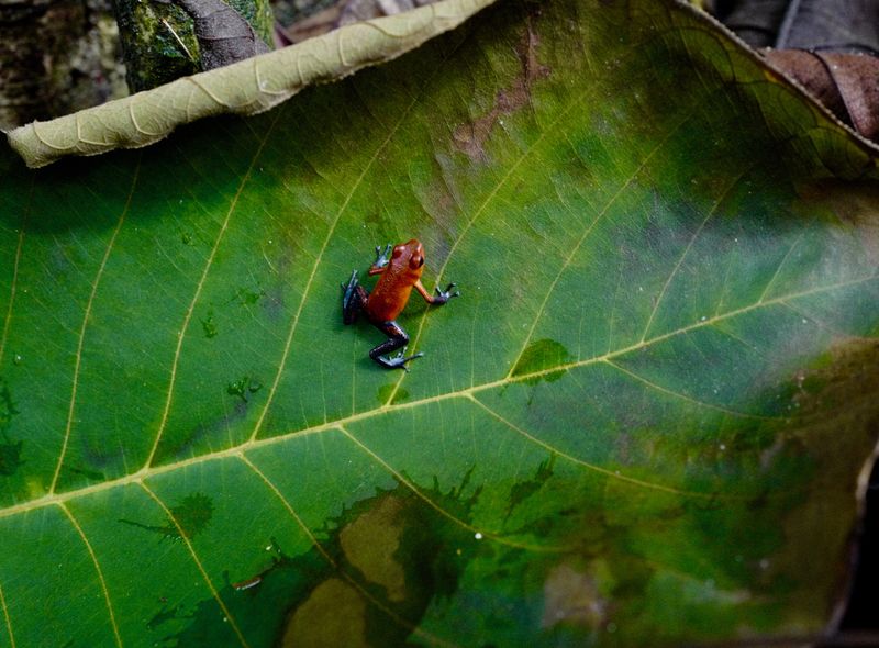 Groepsreis Costa Rica en Panama