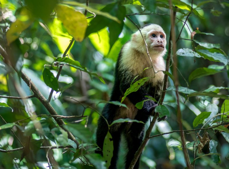 Groepsreis jongerenreis Costa Rica en Panama