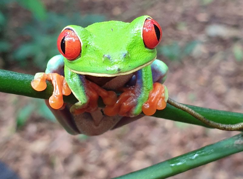 Groepsreis jongerenreis Costa Rica en Panama