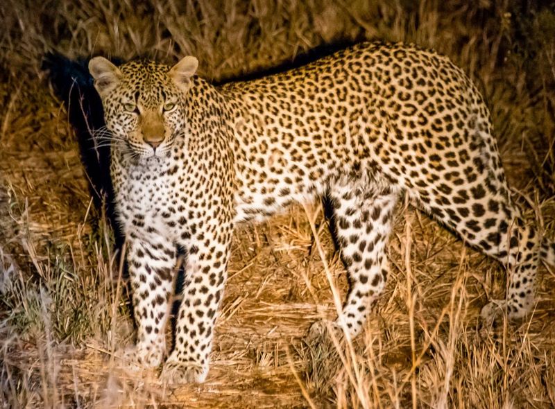 Zuid-Afrika Swaziland Lesotho groepsreis rondreis selfdrive safari wildlife