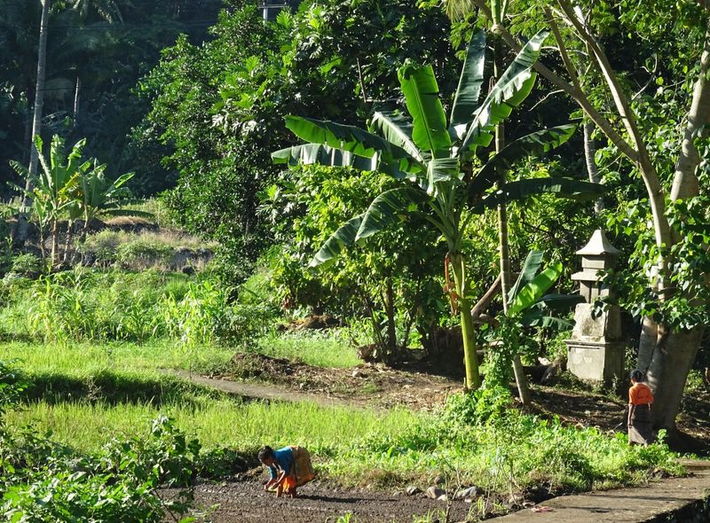 Indonesië - Flores, Lombok, Gili-eilanden, Bali