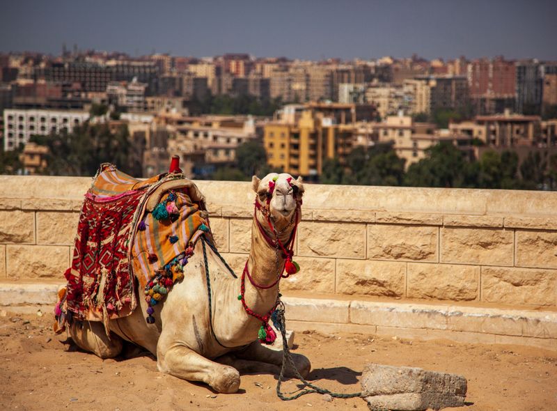 Egypte groepsreis dromedaris