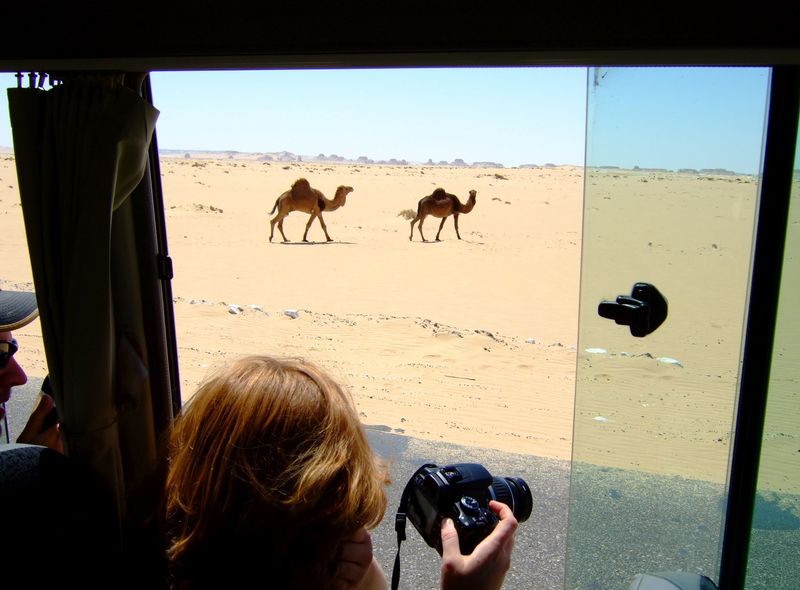 Egypte dromedaris in het wild