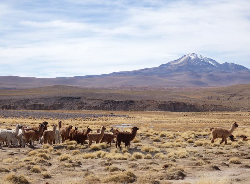 Peru & Bolivia