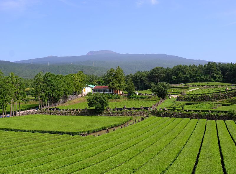 Green tea - https://pixabay.com/photos/green-tea-green-tea-plantation-4571535/