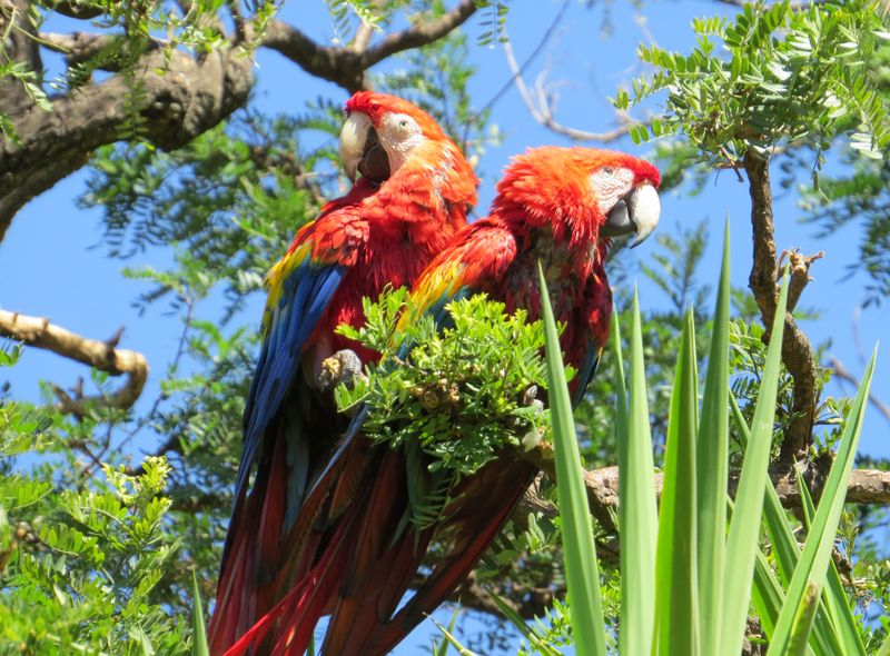 Groepsreis Guatemala en Honduras