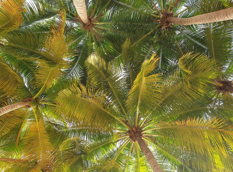 Groepsreis Jamaica