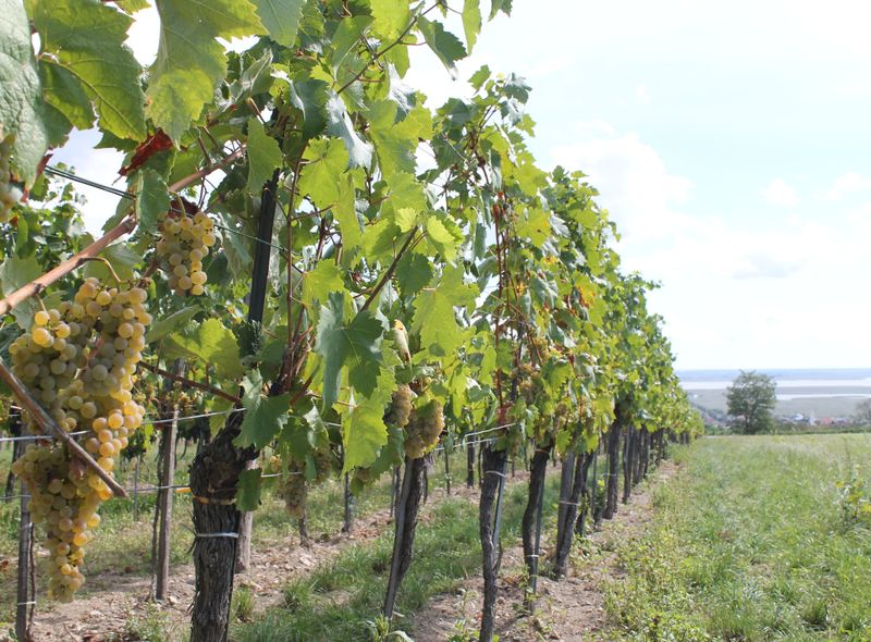 Groepsreis Hongarije