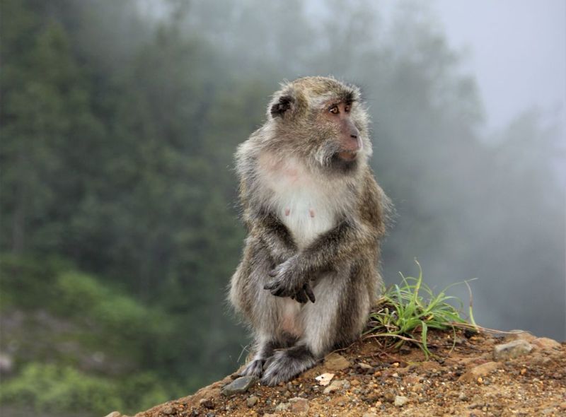 Indonesië - Flores, Lombok, Gili-eilanden, Bali