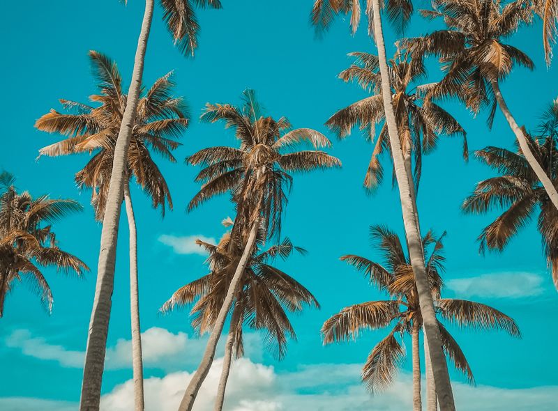 Groepsreis jongerenreis Filipijnen palmbomen aan het strand