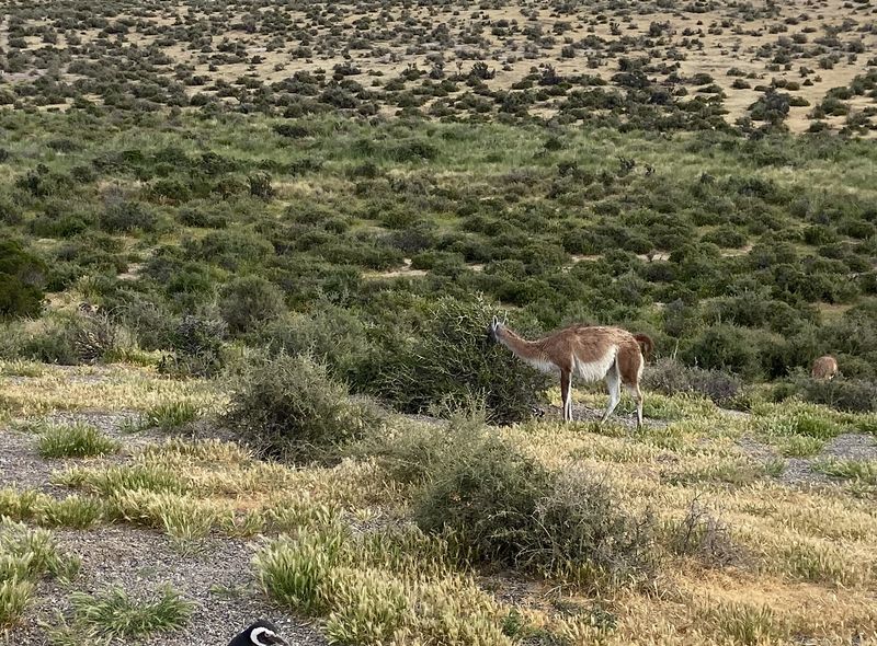 Groepsreis Patagonie
