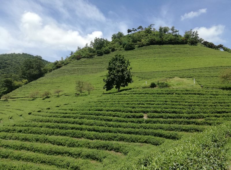 Groepsreis Zuid-Korea
