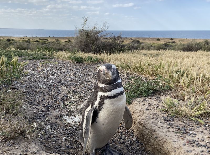 Groepsreis Patagonie