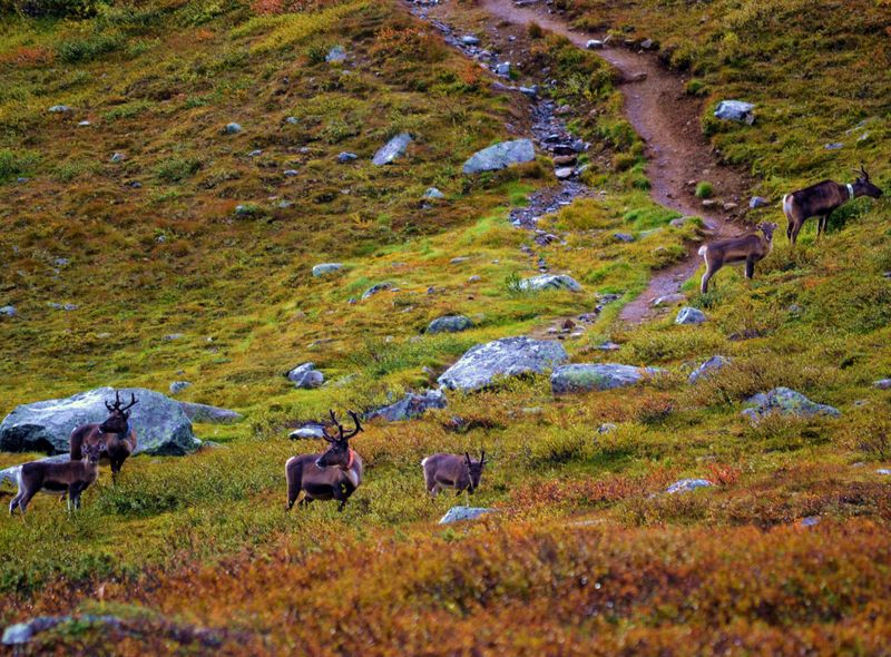 Groepsreis Zweden - Kungsleden