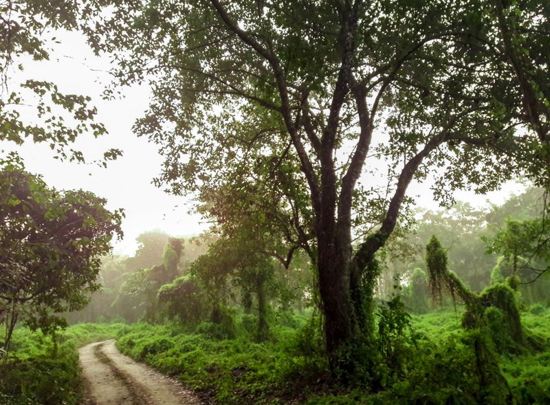 Chitwan N.P. groepsreis Nepal