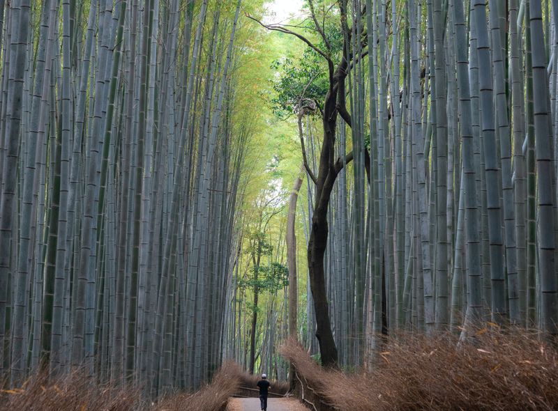 Kyoto - Arishimi Bamboo - https://unsplash.com/photos/041DmlRyS3k